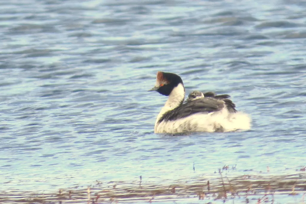 阿根廷䴙䴘(Podiceps gallardoi)