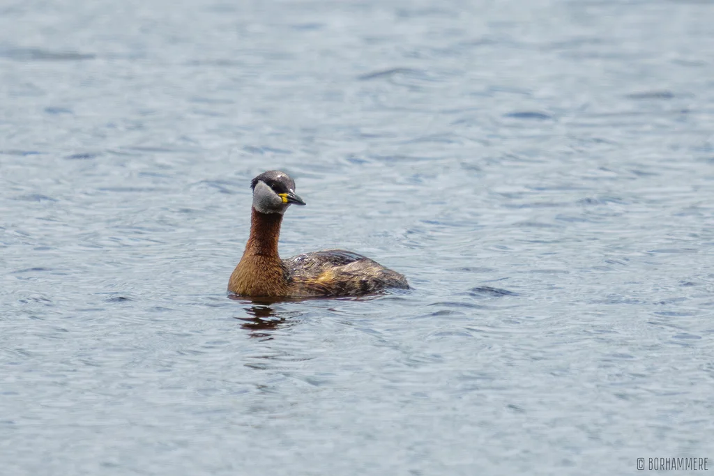 赤颈䴙䴘（Podiceps grisegena）