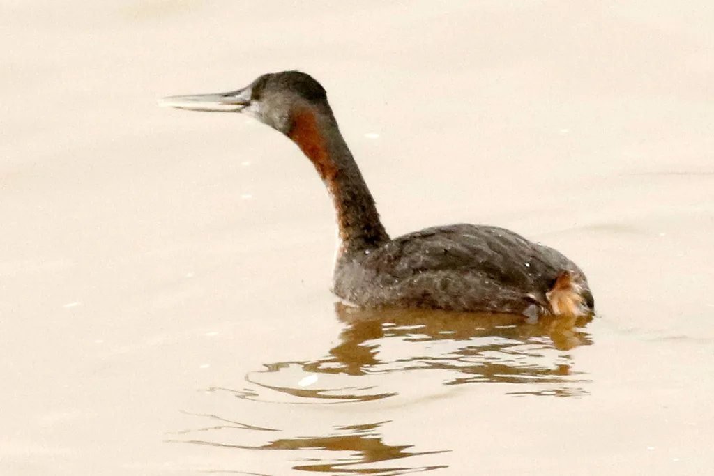 大䴙䴘(Podiceps major)