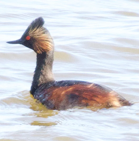 黑颈䴙䴘(Podiceps nigricollis)