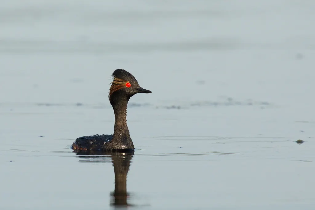 黑颈䴙䴘(Podiceps nigricollis)