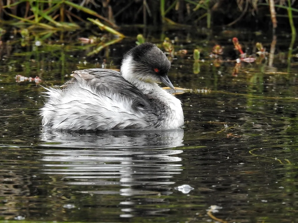 银䴙䴘（Podiceps occipitalis）