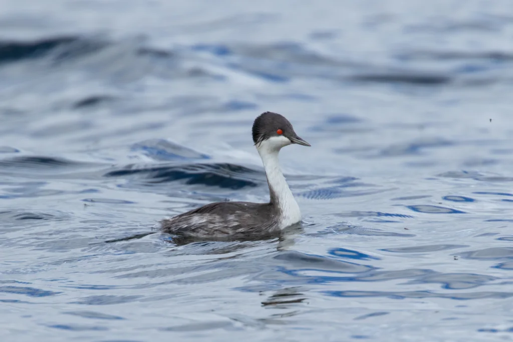 秘鲁䴙䴘(Podiceps taczanowskii)
