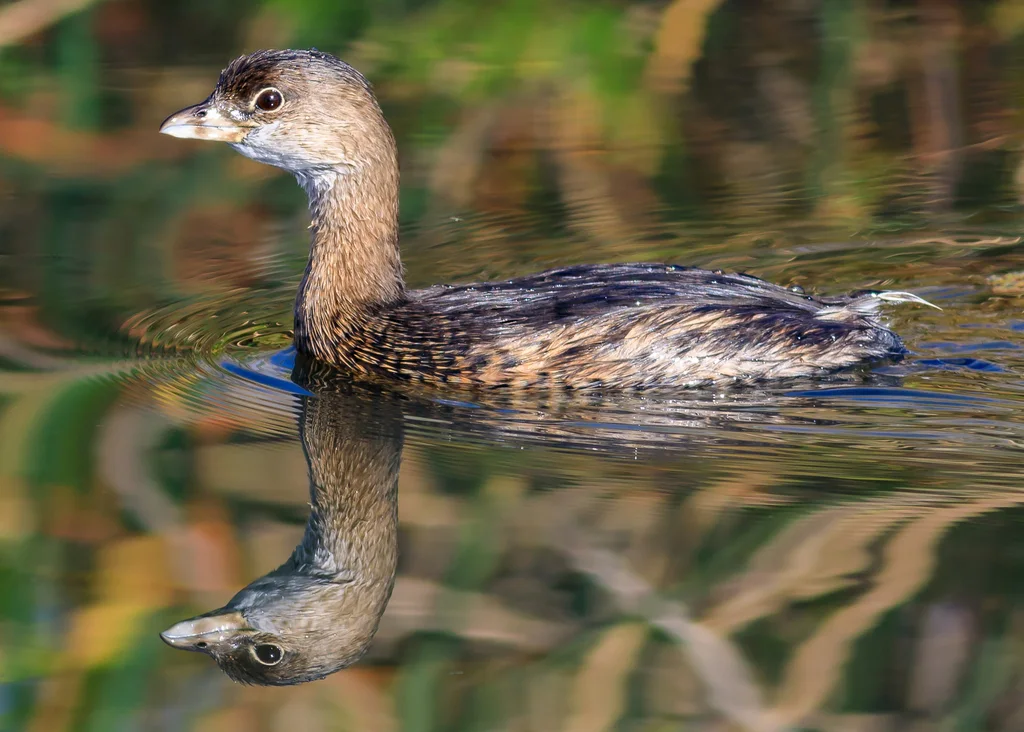 斑嘴巨䴙䴘(Podilymbus podiceps)