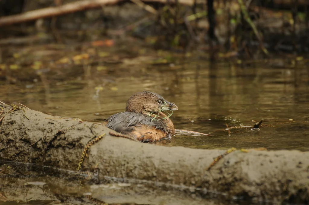 斑嘴巨䴙䴘(Podilymbus podiceps)