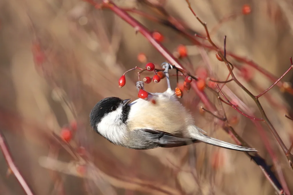 黑顶山雀(Poecile atricapillus)