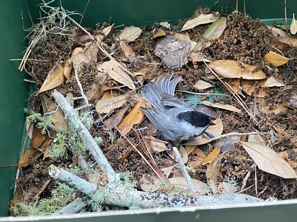 卡罗山雀(Poecile carolinensis)