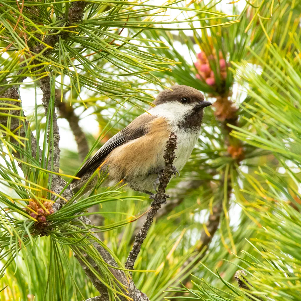 西伯利亚山雀(Poecile cinctus)