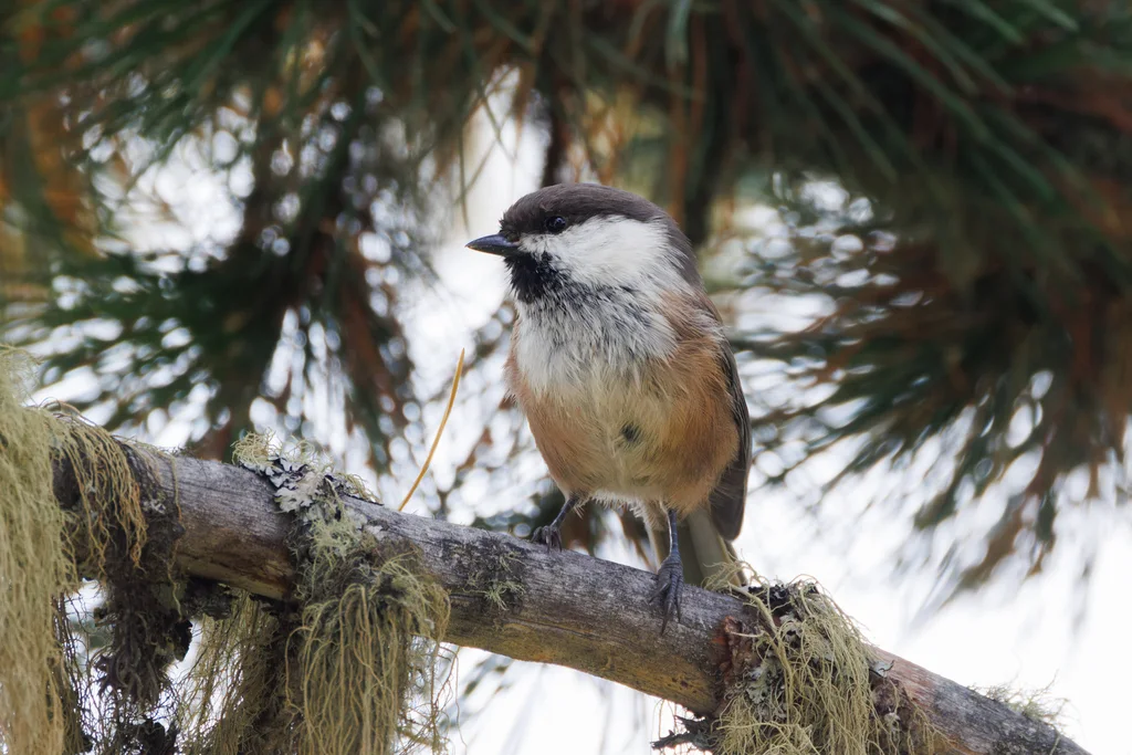 西伯利亚山雀(Poecile cinctus)