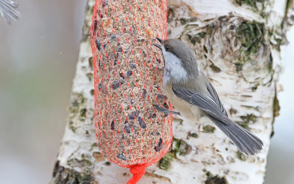 西伯利亚山雀(Poecile cinctus)