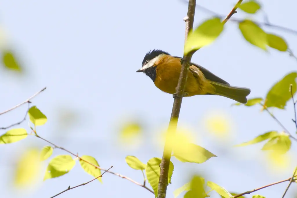 红腹山雀（Poecile davidi）