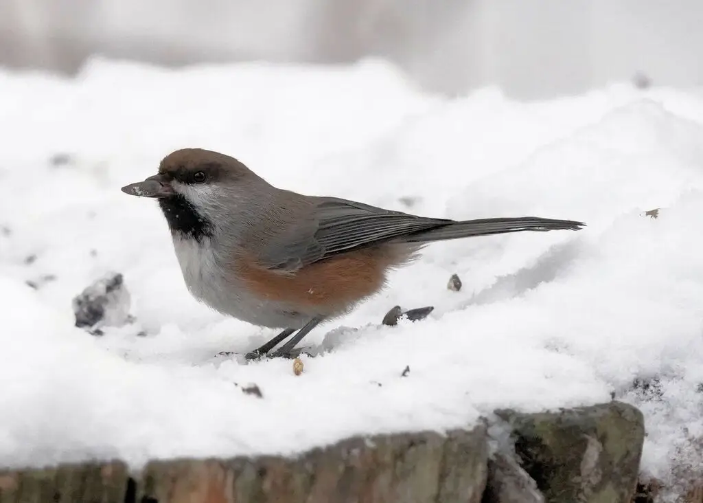 北山雀(Poecile hudsonicus)