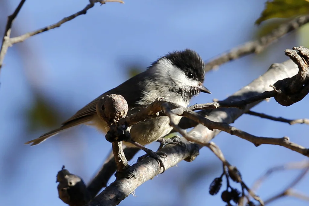 黑喉山雀(Poecile hypermelaenus)