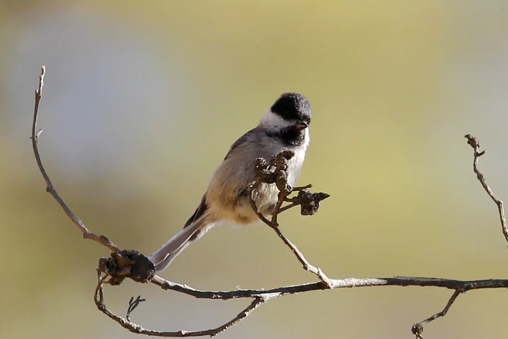 黑喉山雀(Poecile hypermelaenus)