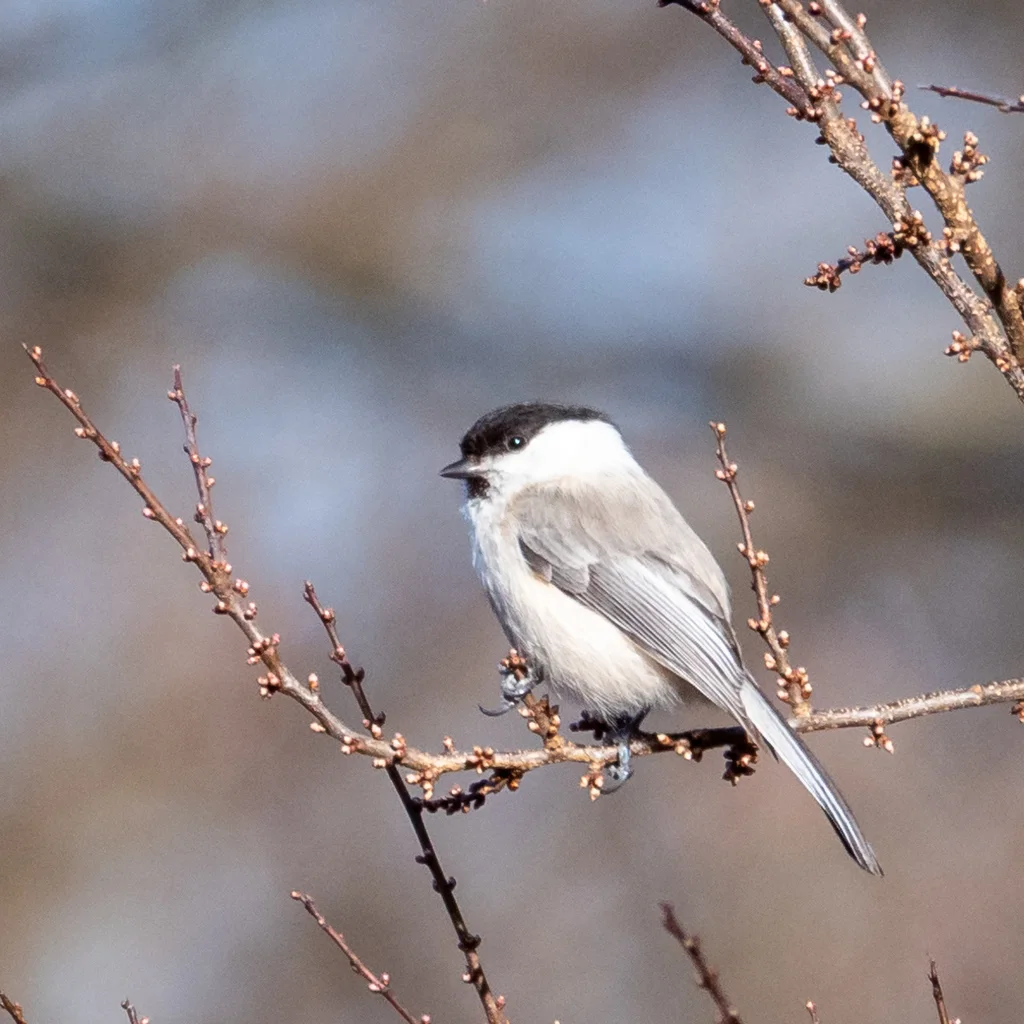 褐头山雀(Poecile montanus)