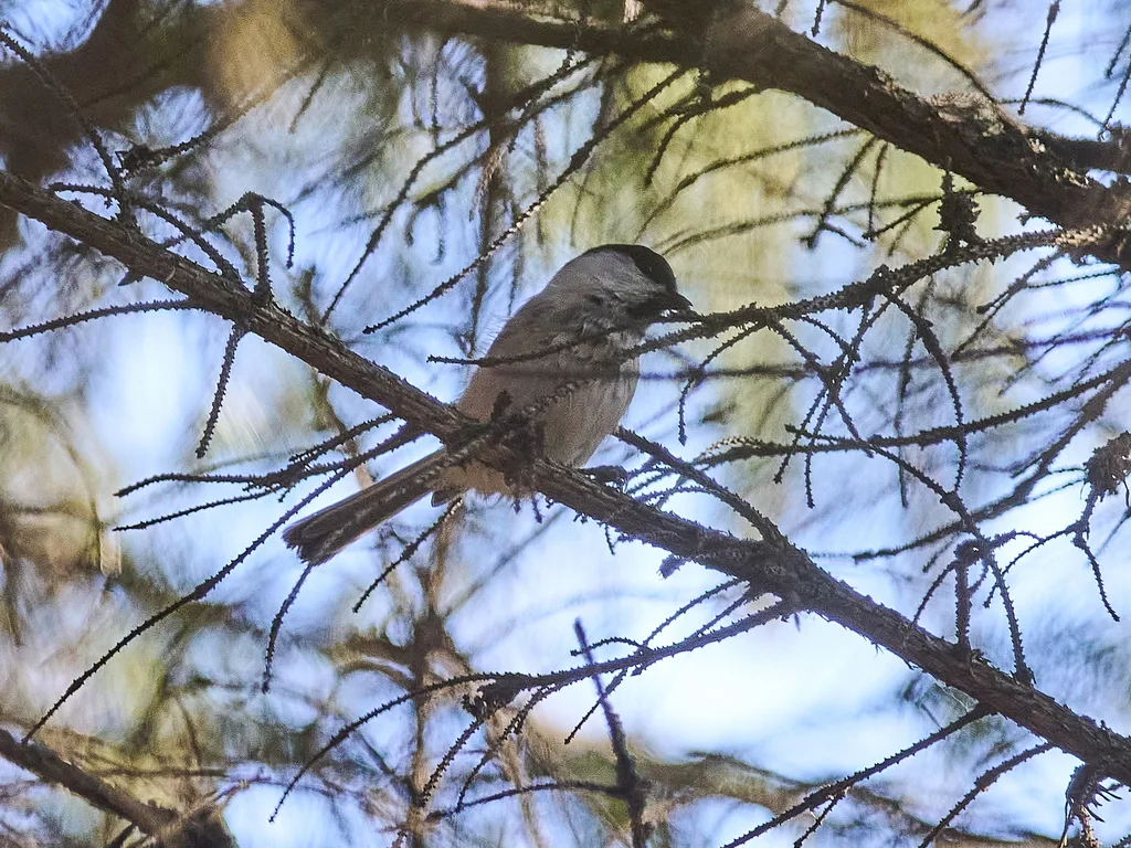 褐头山雀(Poecile montanus)