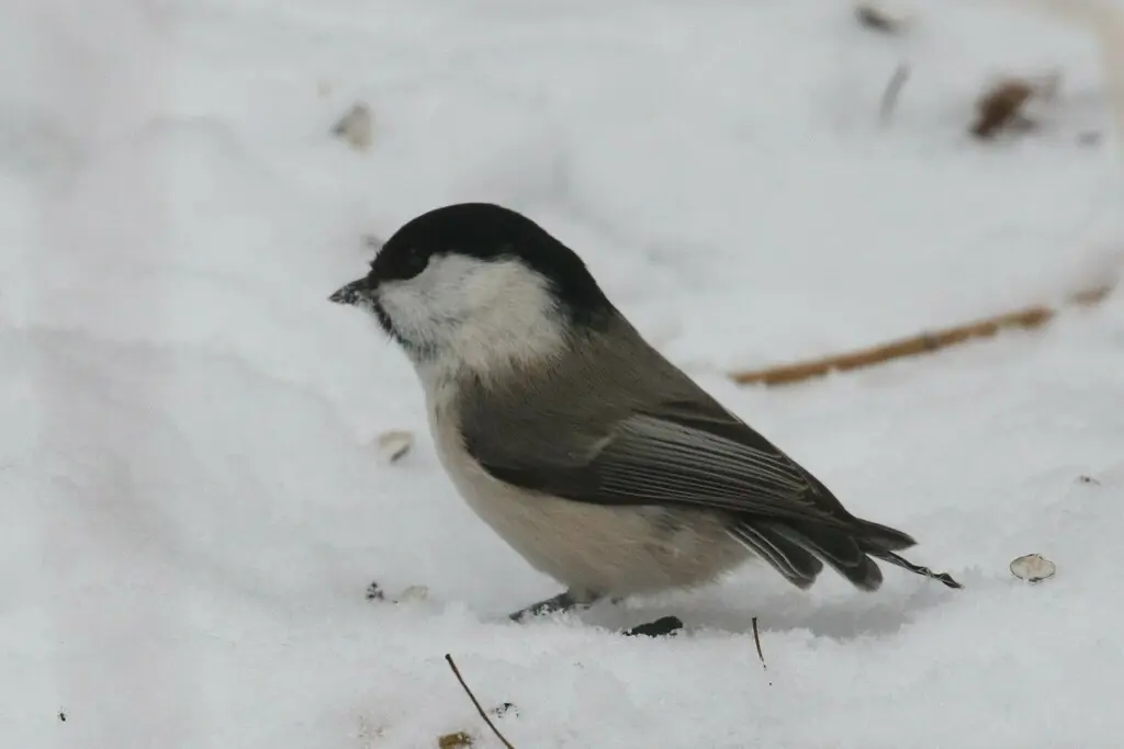 褐头山雀(Poecile montanus)