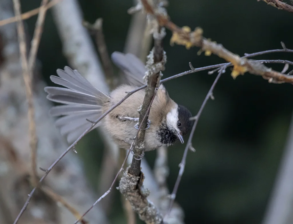 褐头山雀(Poecile montanus)