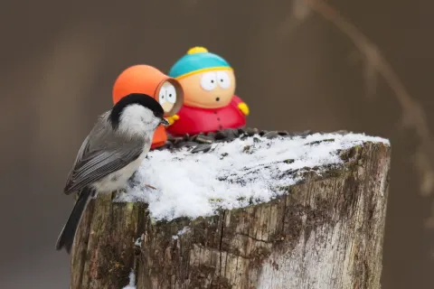 褐头山雀