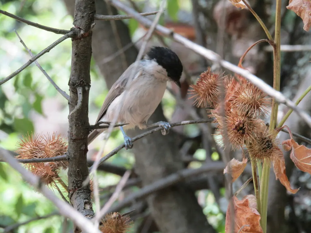 褐头山雀(Poecile montanus)