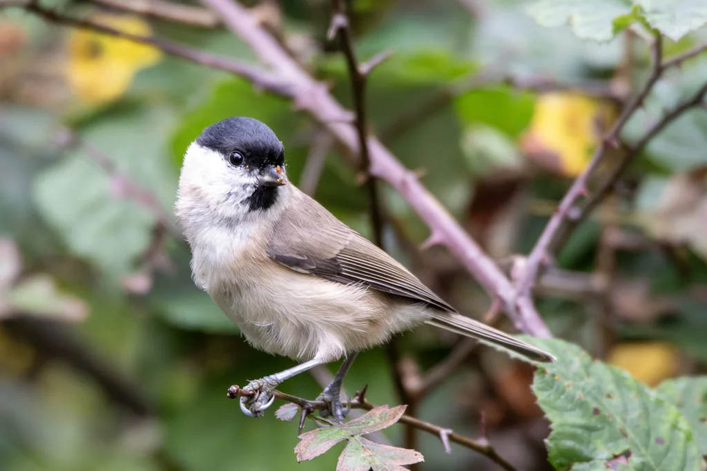 沼泽山雀(Poecile palustris)
