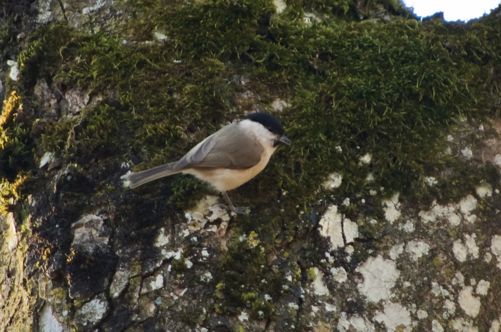 沼泽山雀(Poecile palustris)