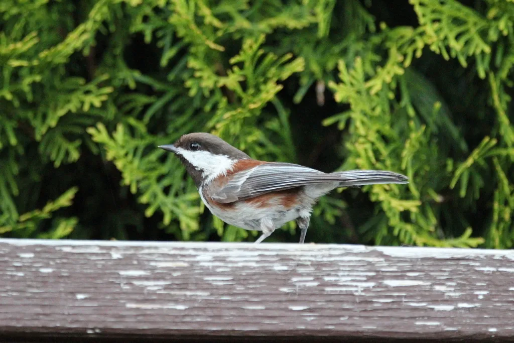 栗背山雀(Poecile rufescens)