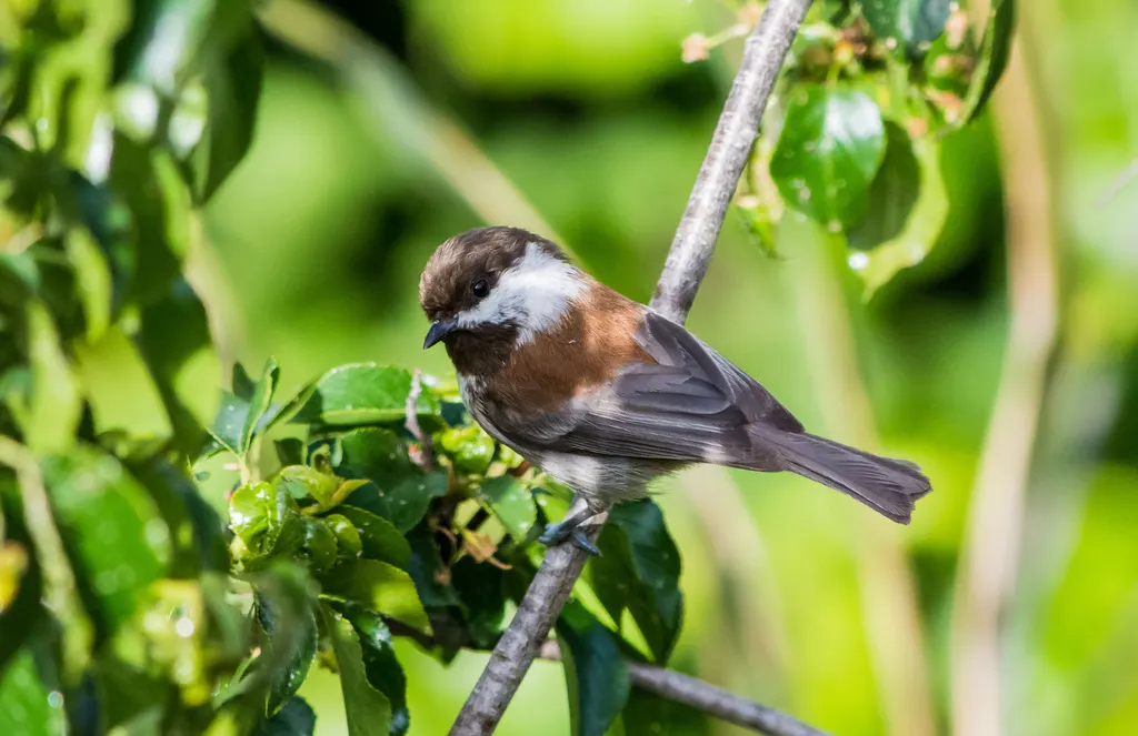 栗背山雀(Poecile rufescens)