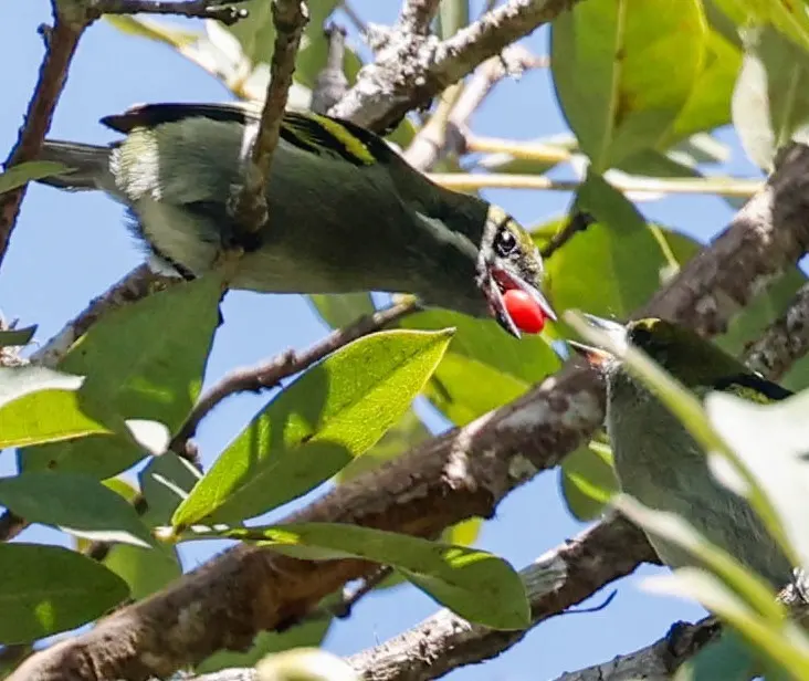 须绿小拟啄木鸟(Pogoniulus leucomystax)