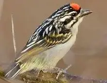 红额小拟啄木鸟(Pogoniulus pusillus)