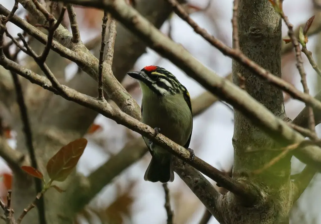 红额小拟啄木鸟(Pogoniulus pusillus)
