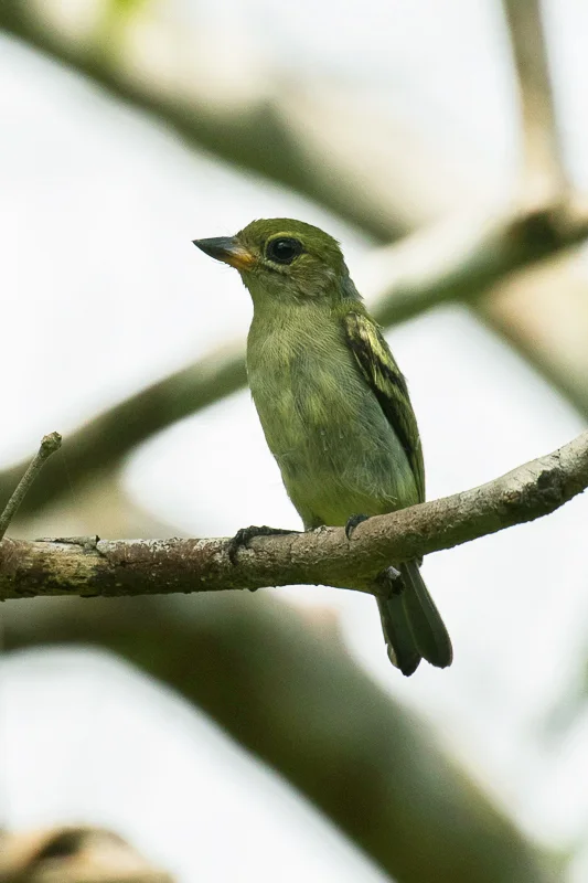 绿小拟啄木鸟(Pogoniulus simplex)