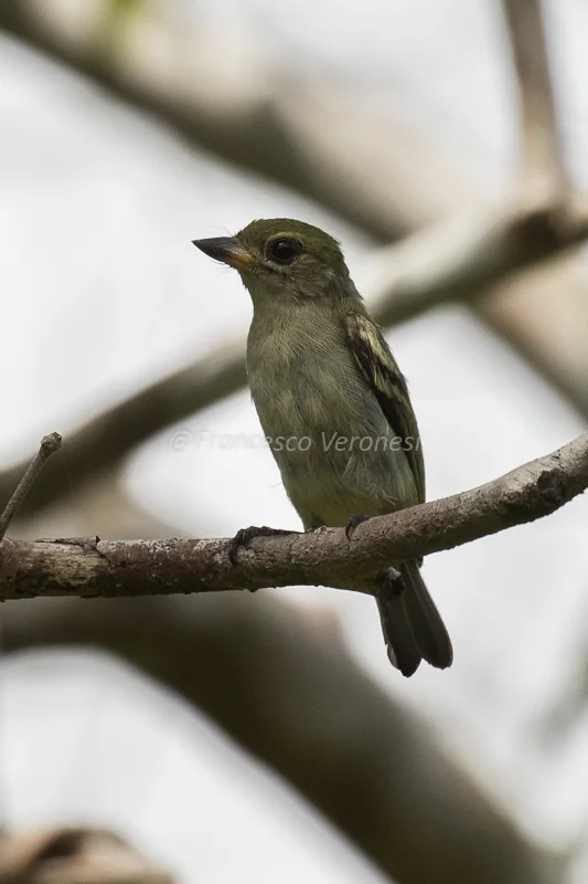 绿小拟啄木鸟(Pogoniulus simplex)