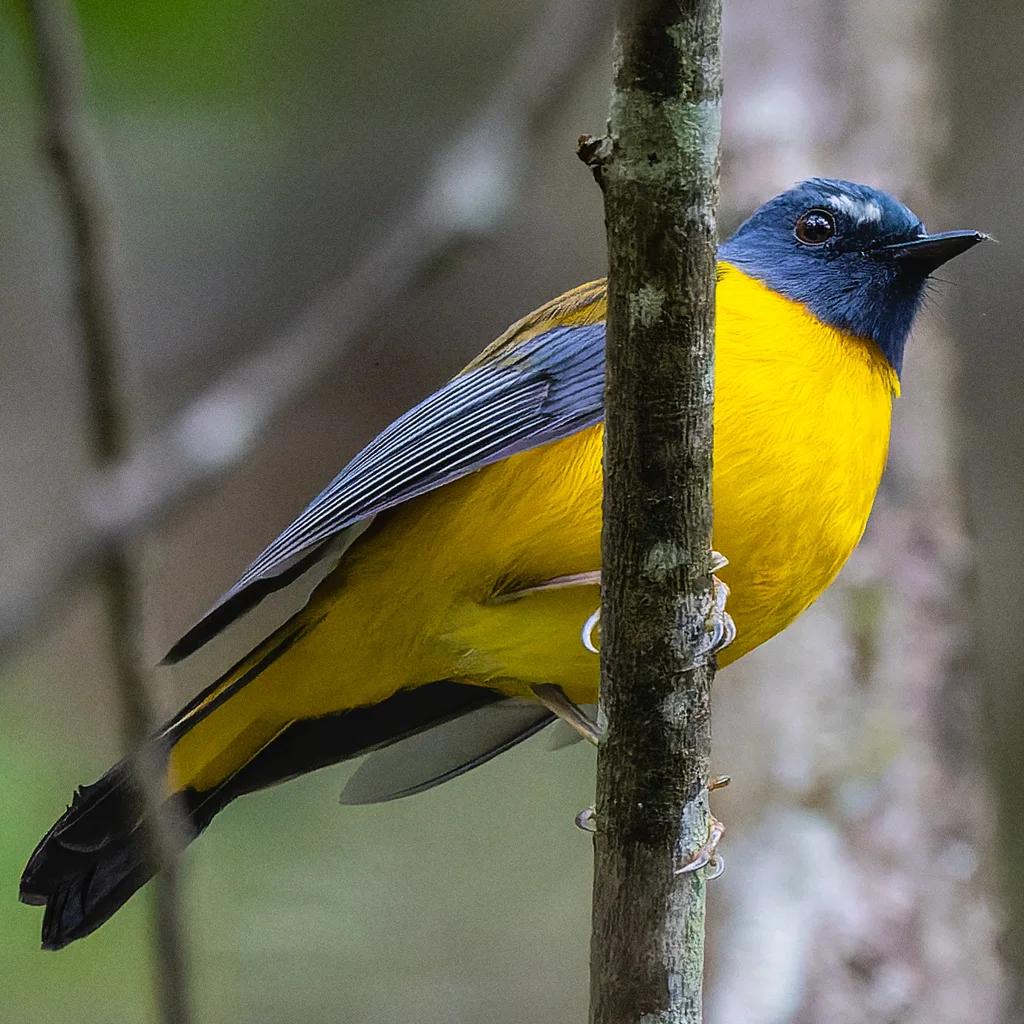 白点鸲(Pogonocichla stellata)