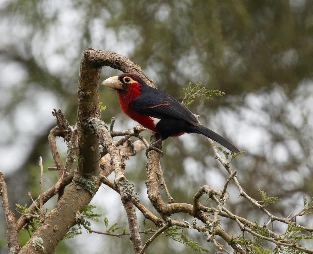 双齿拟啄木鸟（Pogonornis bidentatus）