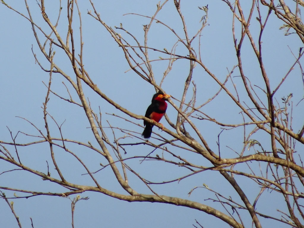 须拟啄木鸟(Pogonornis dubius)