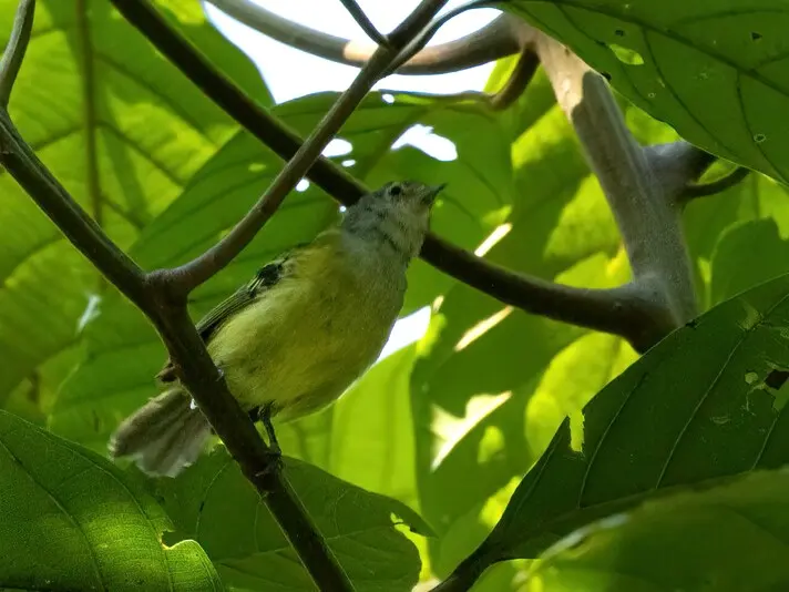 眼斑须霸鹟(Pogonotriccus orbitalis)