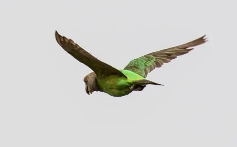 尼安鹦鹉
