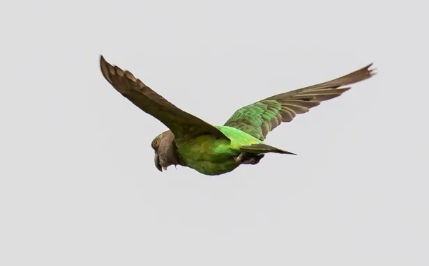 尼安鹦鹉(Poicephalus crassus)