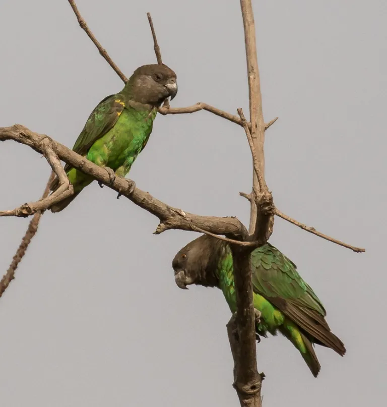 尼安鹦鹉(Poicephalus crassus)