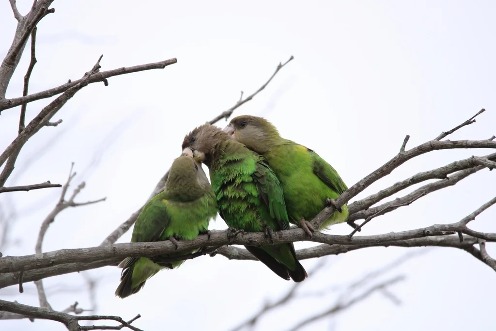 褐头鹦鹉(Poicephalus cryptoxanthus)