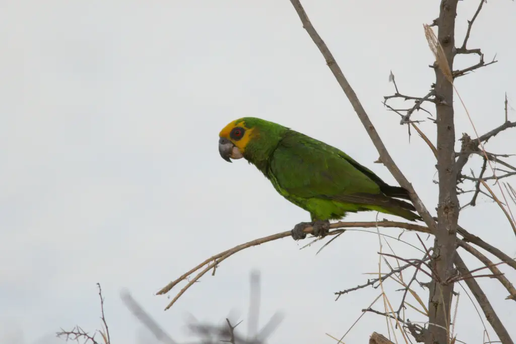 黄头鹦鹉(Poicephalus flavifrons)