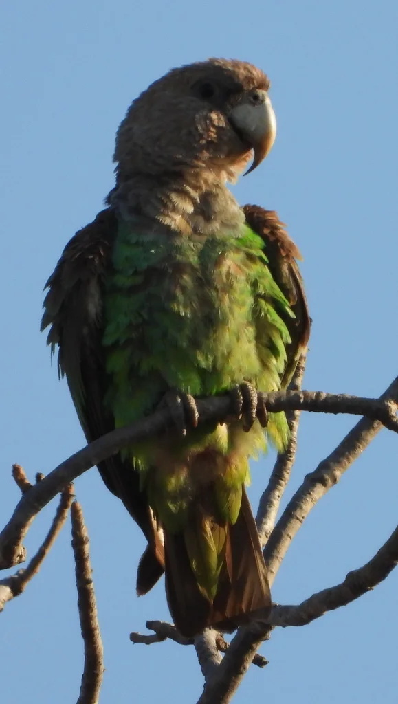 褐颈鹦鹉(Poicephalus fuscicollis)