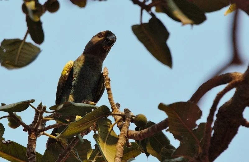 褐鹦鹉(Poicephalus meyeri)