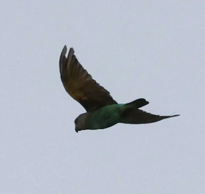 褐鹦鹉(Poicephalus meyeri)