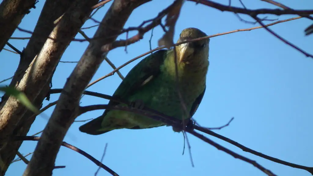 好望角鹦鹉(Poicephalus robustus)
