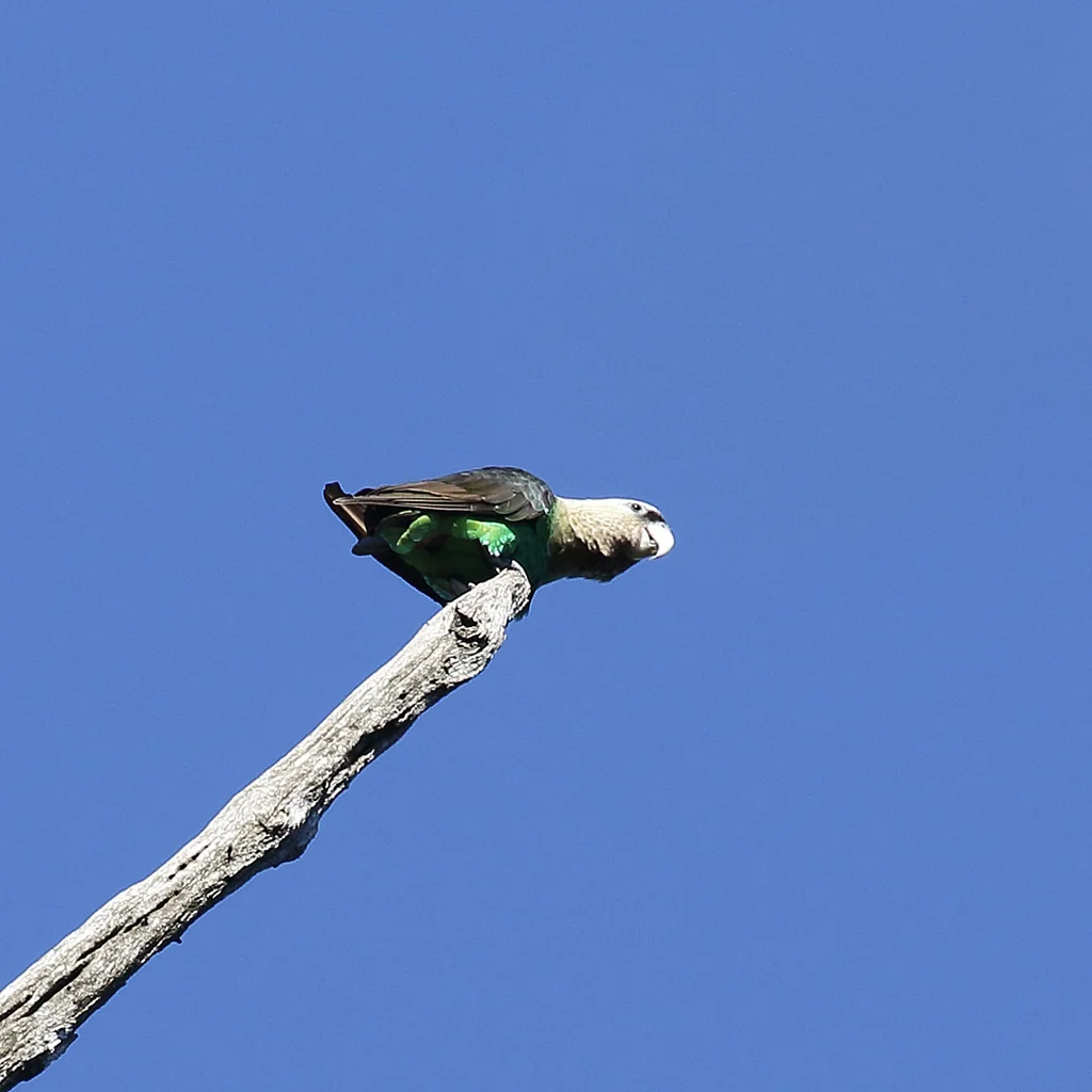 好望角鹦鹉(Poicephalus robustus)
