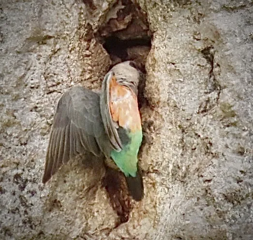 红腹鹦鹉(Poicephalus rufiventris)