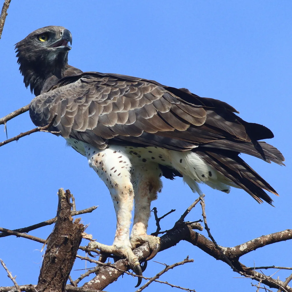 猛雕(Polemaetus bellicosus)