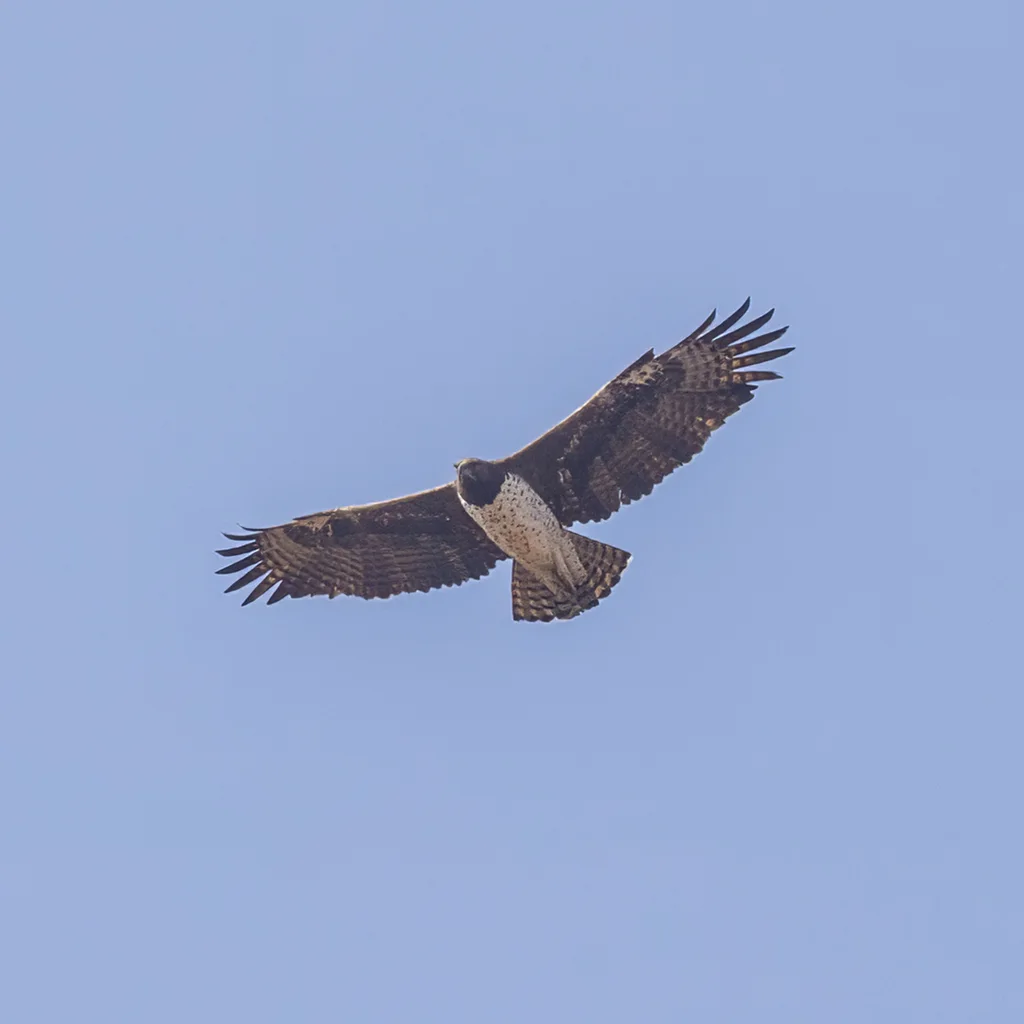 猛雕(Polemaetus bellicosus)